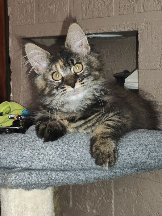 Dziewczynka Maine Coon