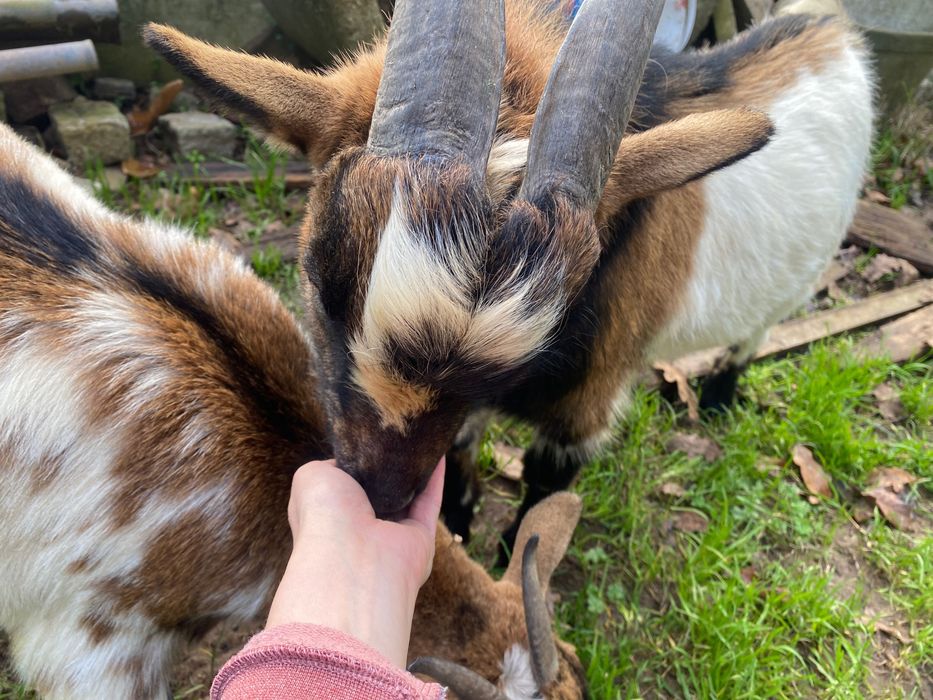 Cabras anãs dóceis