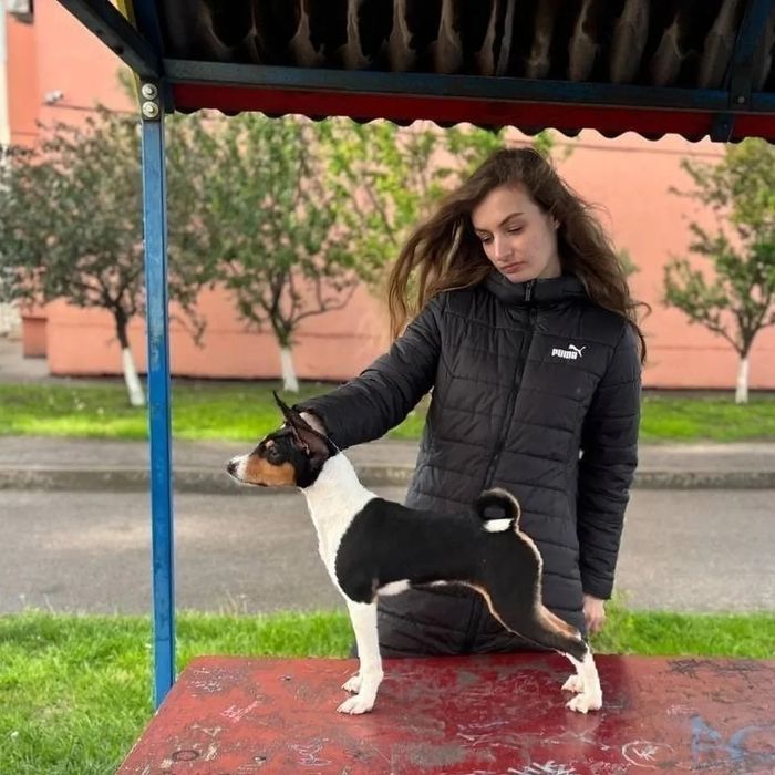 Щенки басенджи шоу класса