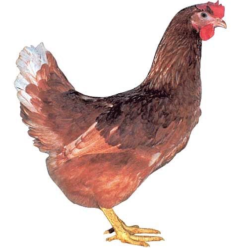 Продаж яйця для інкубатора несучки Домінант GS159