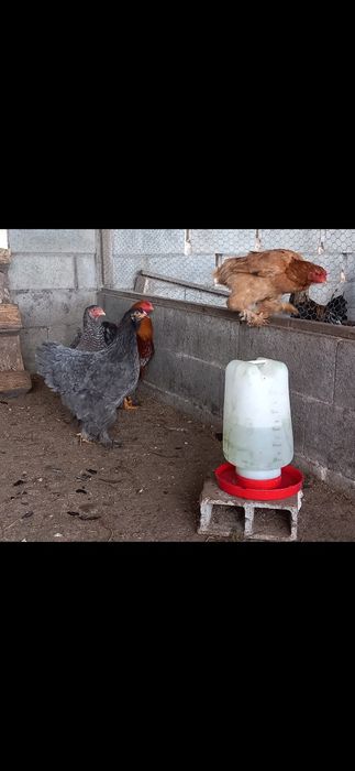 Ovos férteis de Brahma