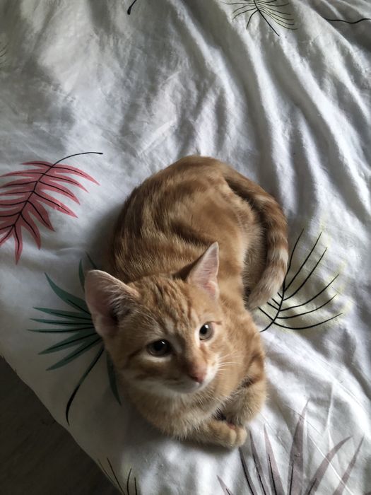 Oddam kotki w dobre ręce !!!