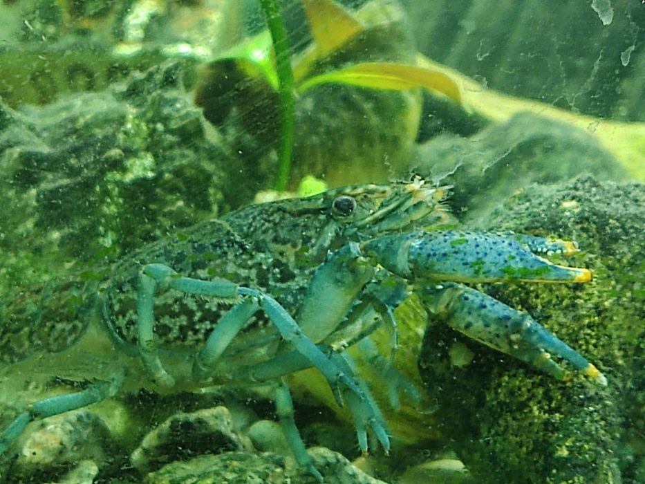 Аквариумные мраморные раки