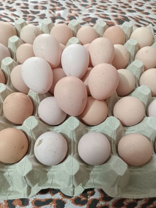 Інкубаційне яйце цесарки