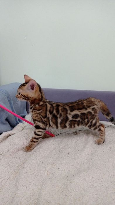 Бенгальські кошенята шоу класу