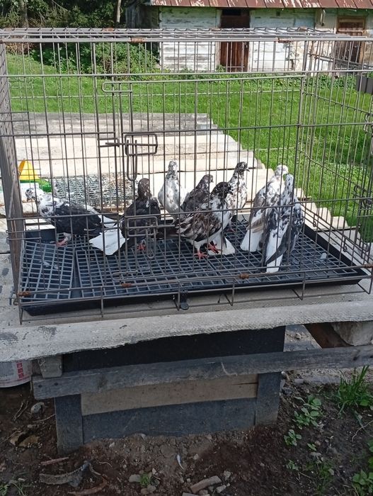 Witam posiadam nadwyżkę gołębi