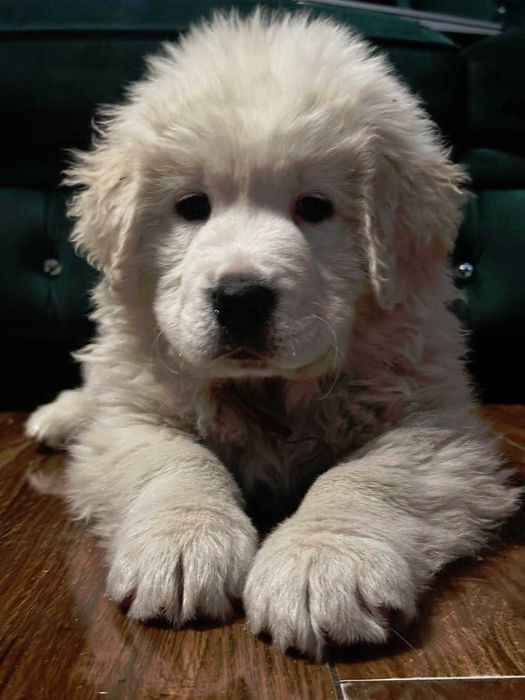 Owczarek Podhalański suczka