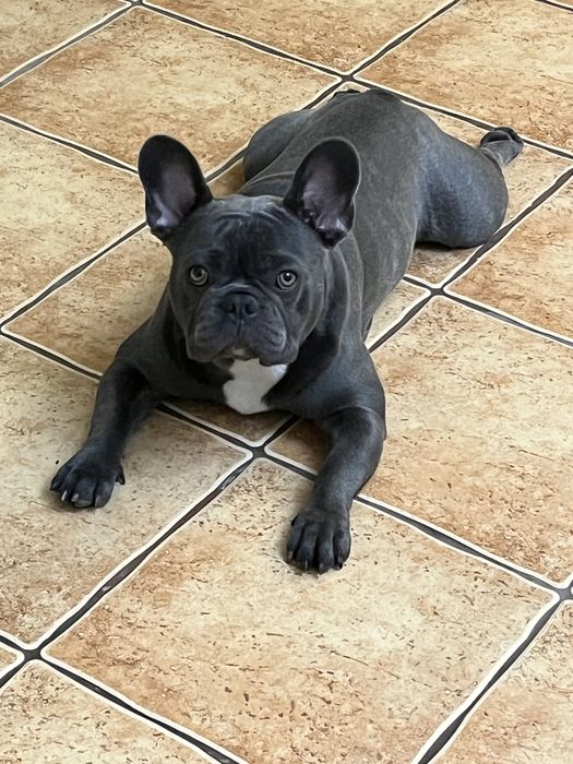Buldog francuski 1,5 roku