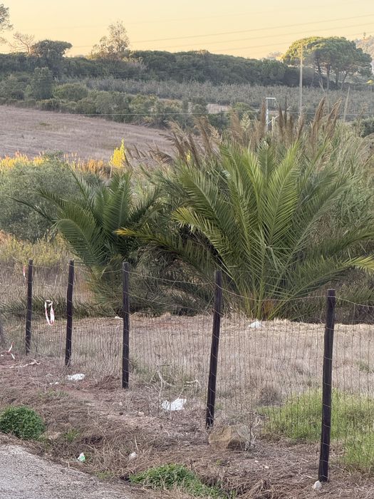 Palmeiras com boa raiz