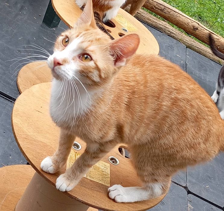 Simba, prawie jak ten filmowy