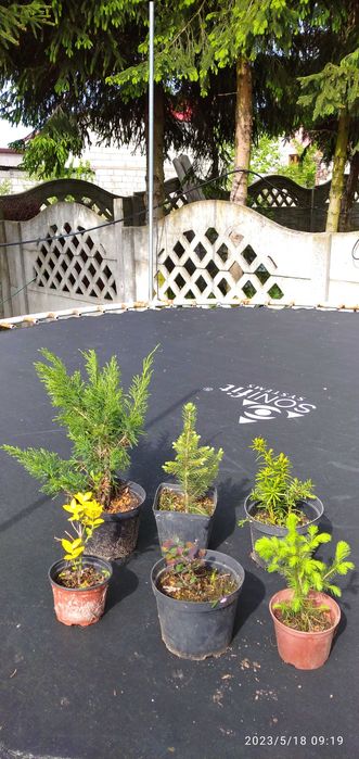 Krzewy ozdobne  promocja