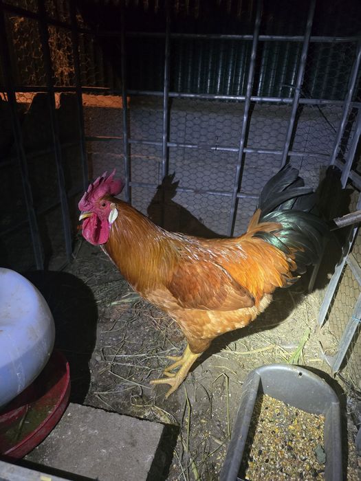 Galo  jovem bonito e saudável