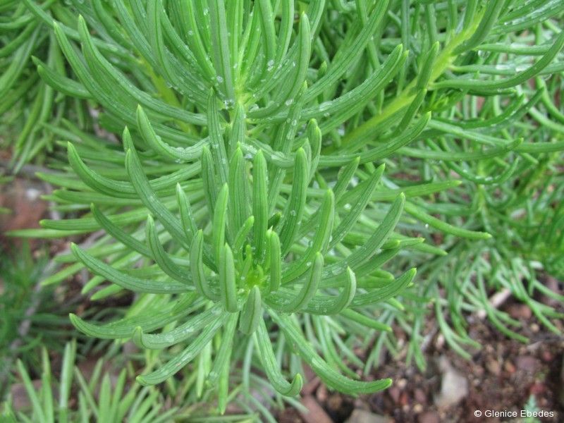SENECIO Barbertonicus - Planta em vaso - Vários tamanhos desde 15 €