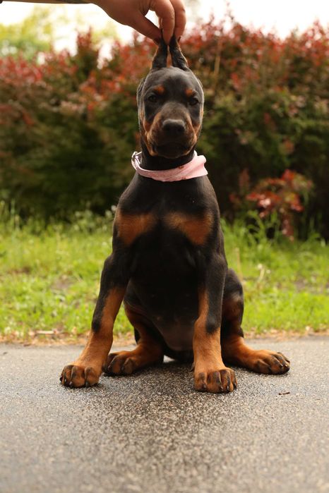 Щеночки добермана 700€ Ксу , кку