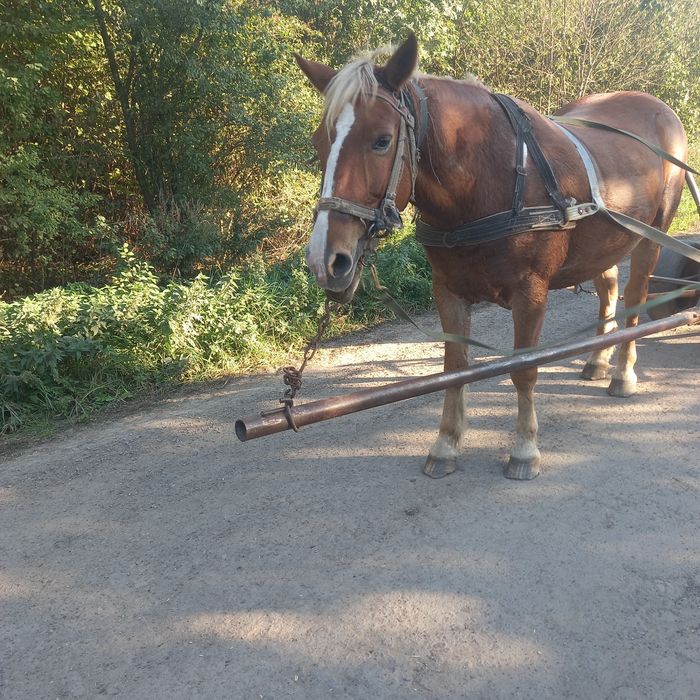 продам коня 7 років