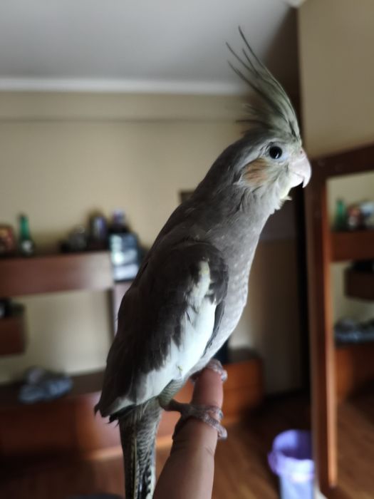 Caturra domesticada