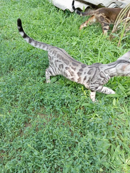 Бенгал шоу-класса