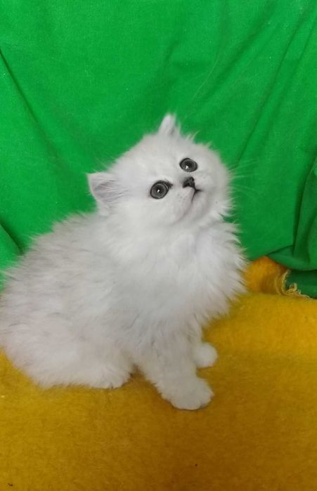 Серебристая шиншилла котёнок длинношёрстный