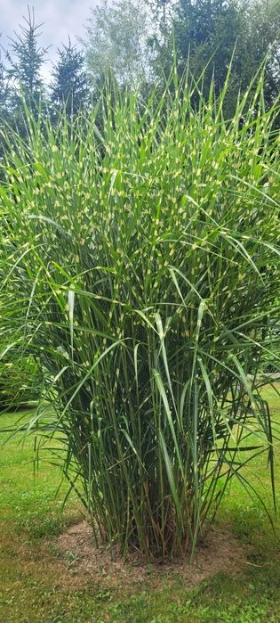 Trawa- miskantus chiński Zebrinus