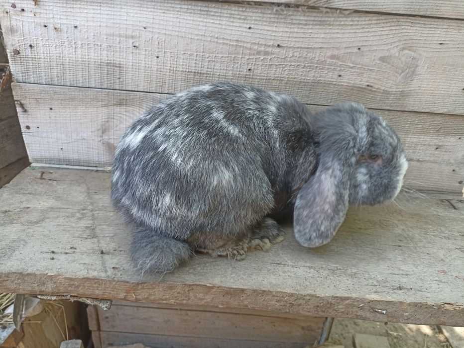 Кролики фб арлекин і рен