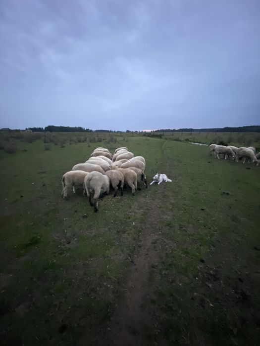 Owce czarnoglowki mieszane