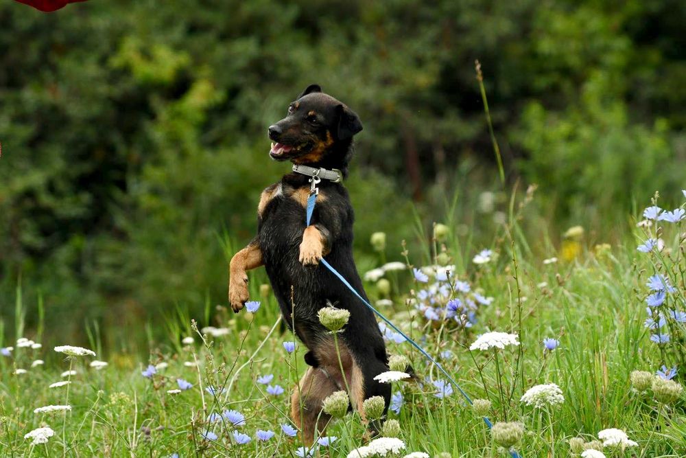 Sidi szuka domu, pies, terier niemiecki, mały