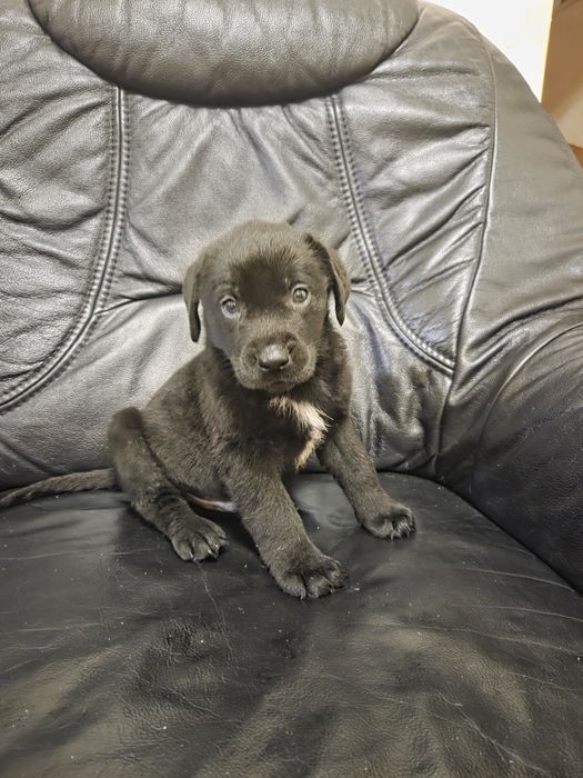 Метиси лабрадора