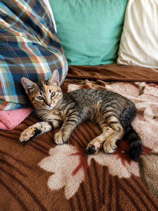 Маленькие котята бесплатно