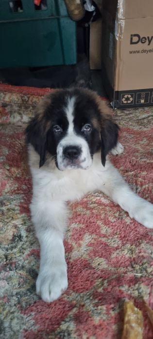 Щенки Сенбернара