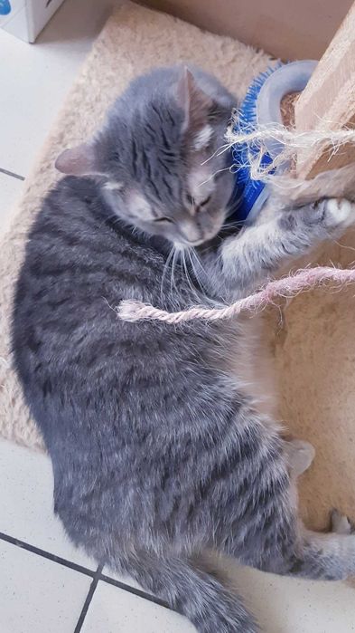 Кошечка Гайка Ищет дом