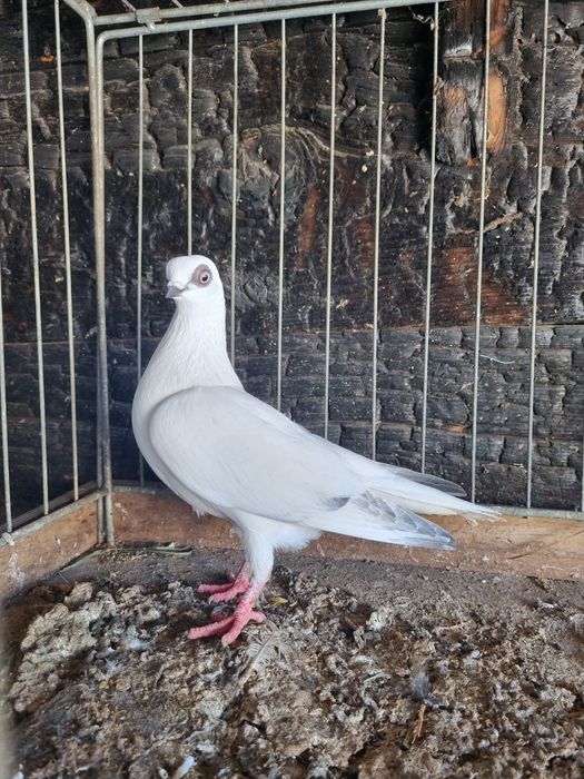 Samica  winerka  sprzedam