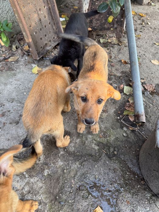 Cães arraçados pastor alemão