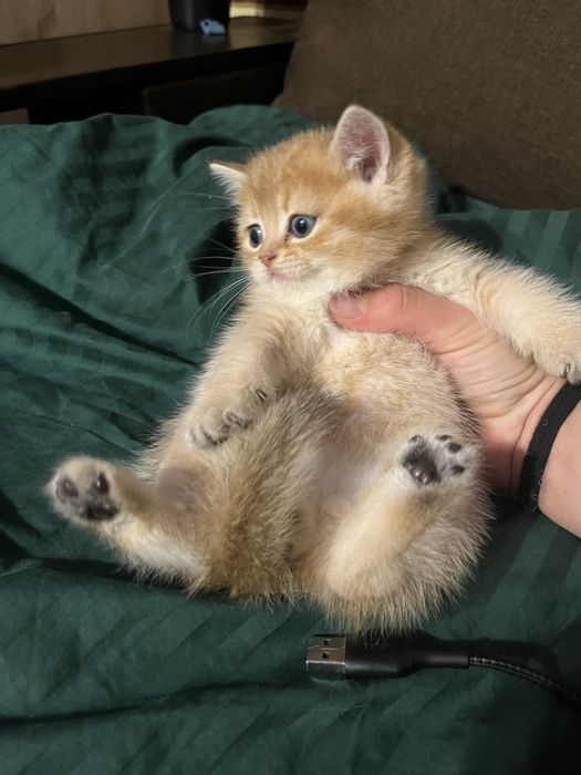 Кошенята британська золота шиншила