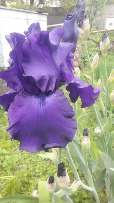 Ирисы сортовые продаю