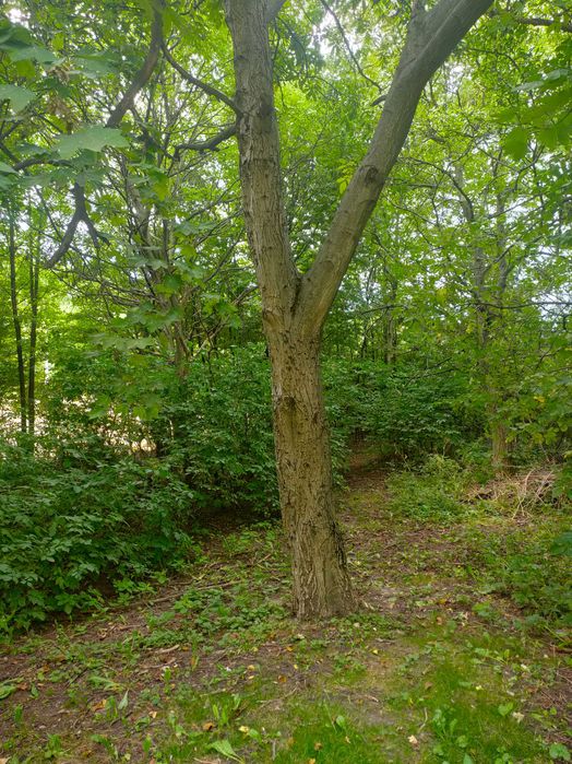 Sprzedam drzewo do samodzielnego wycięcie