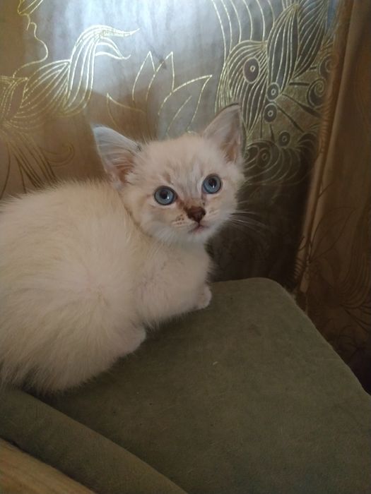 Милейшая киця 1,5 месяцеа.