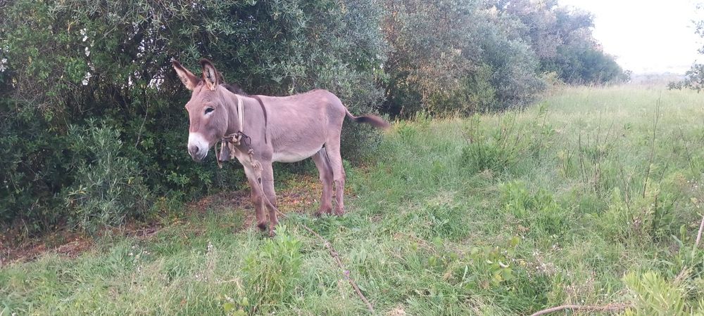 Burro 5 anos super mansinho  e docil mesmo de confiança