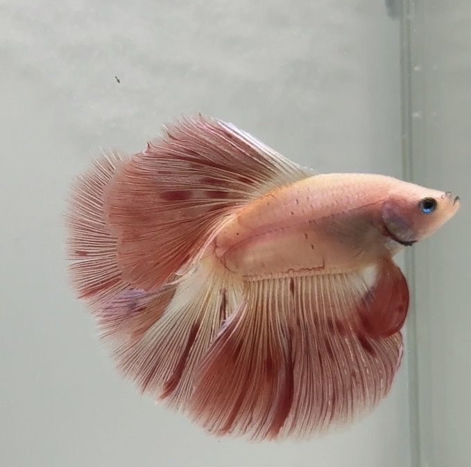 Diversidade de Bettas importados