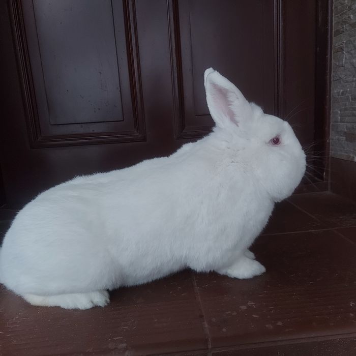 Nowozelandzki biały