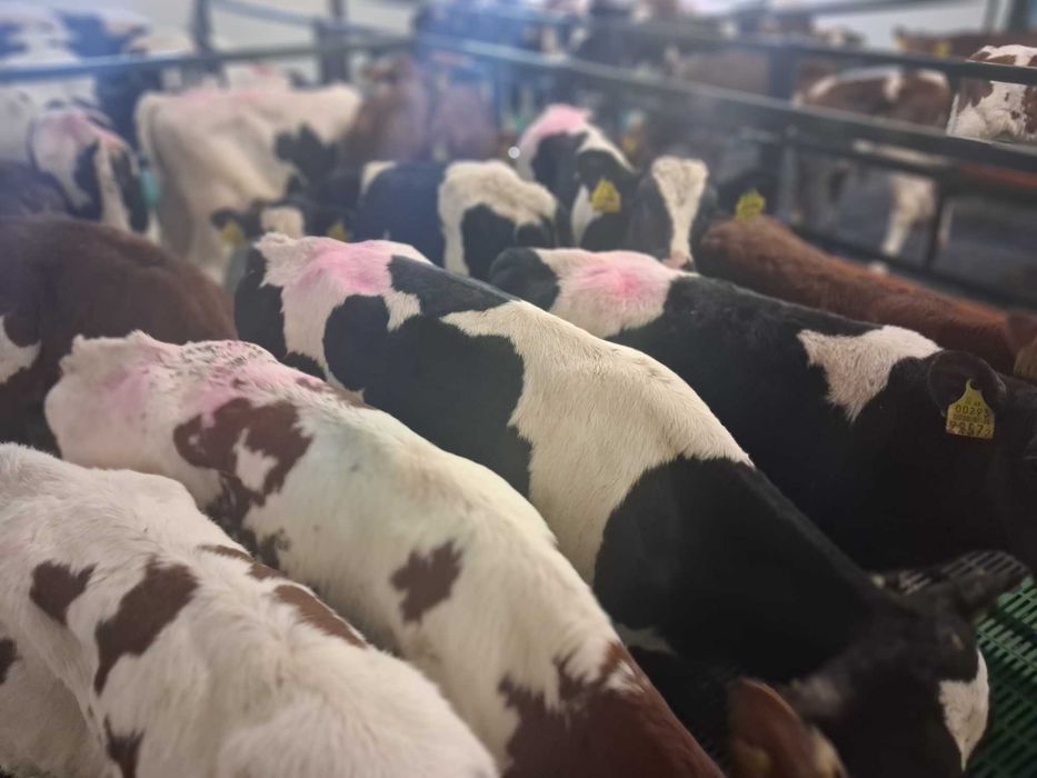 byczki  cielęta na mleko hf mm lm