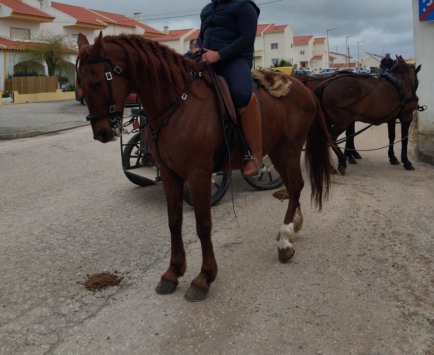 Cavalo lazão para venda