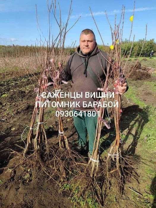 Саженцы Яблони, Груши, Айвы. ОПТ, Розница. Питомник Барабой