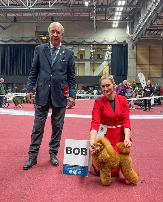 Pudel miniaturowy chłopiec ZKwP FCI