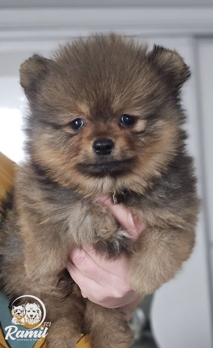 Pomeranian szpic miniaturowy zkwp FCI