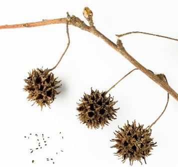 Folhas e pinhas para aquários, com taninos ou decoração