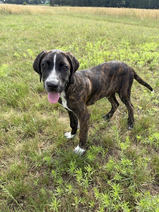 Mix cane corso i bernardyn