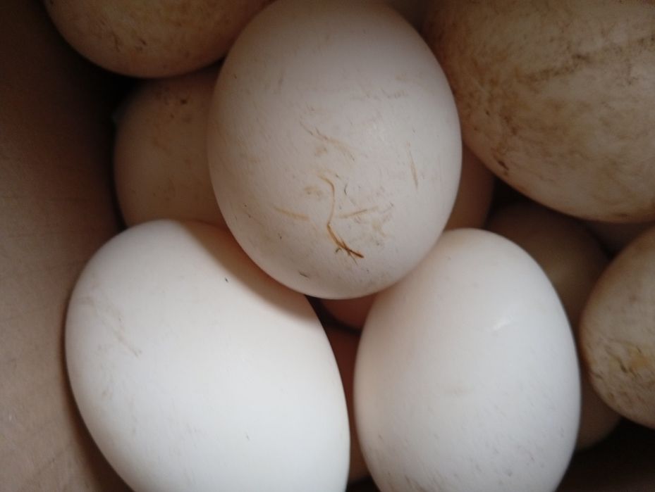 Продам гусечи яйца  для инкубацыи