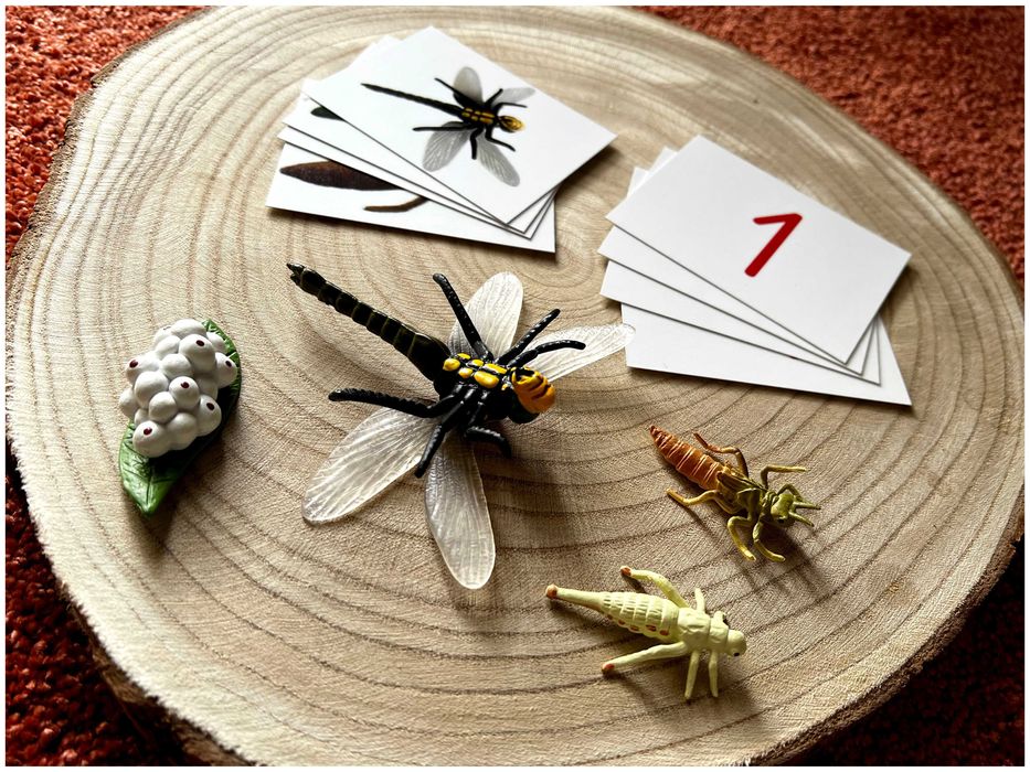 Ciclo de Vida - Libelinha - Montessori