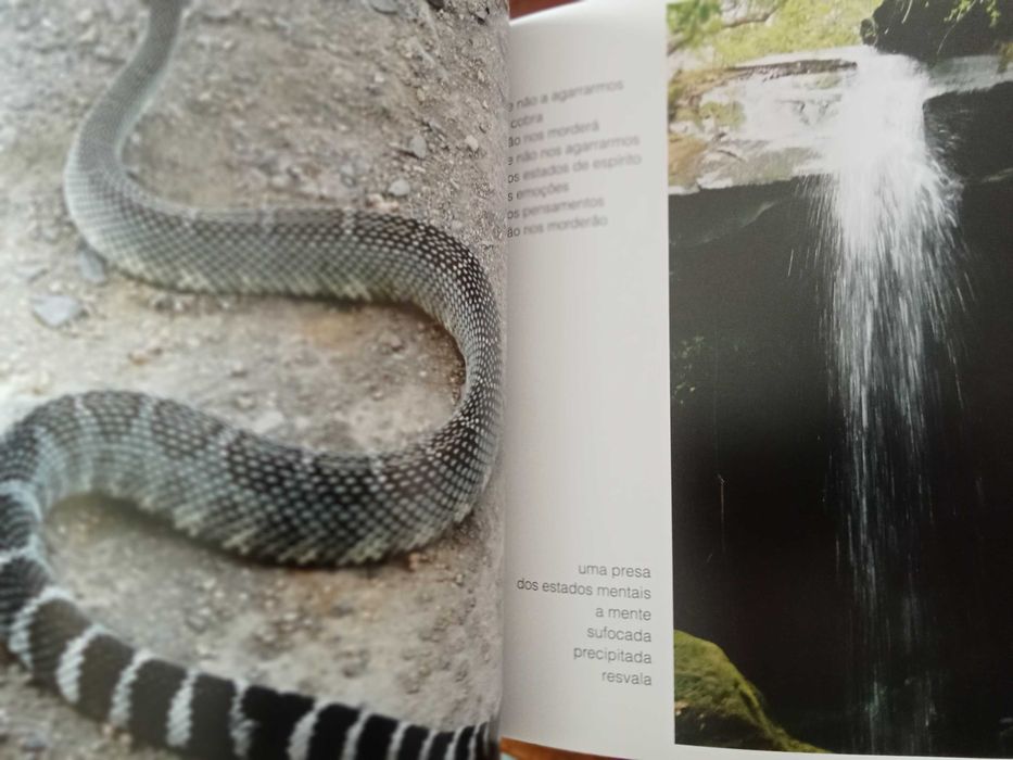 Ajahn Jayasaro - À sua verdadeira luz