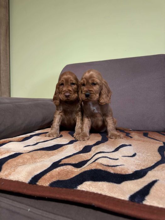 Cocker Spaniel angielski SUCZKA